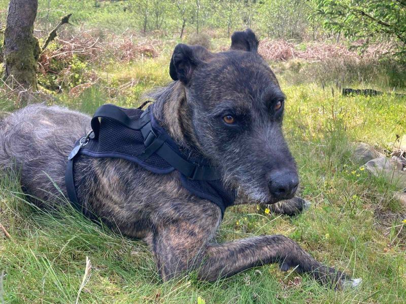 Lara Longlegs | Lurcher | West Calder (Edinburgh) - 5