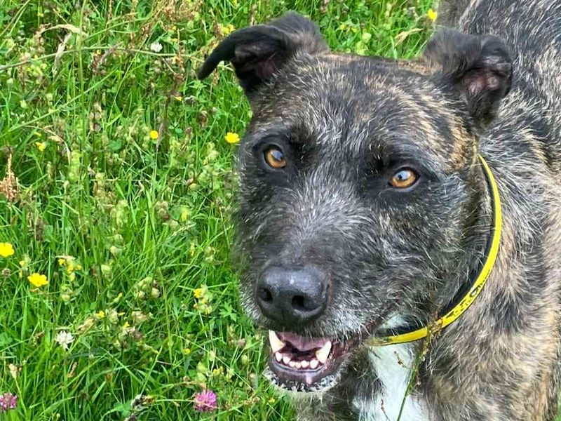 Lara Longlegs | Lurcher | West Calder (Edinburgh) - 4