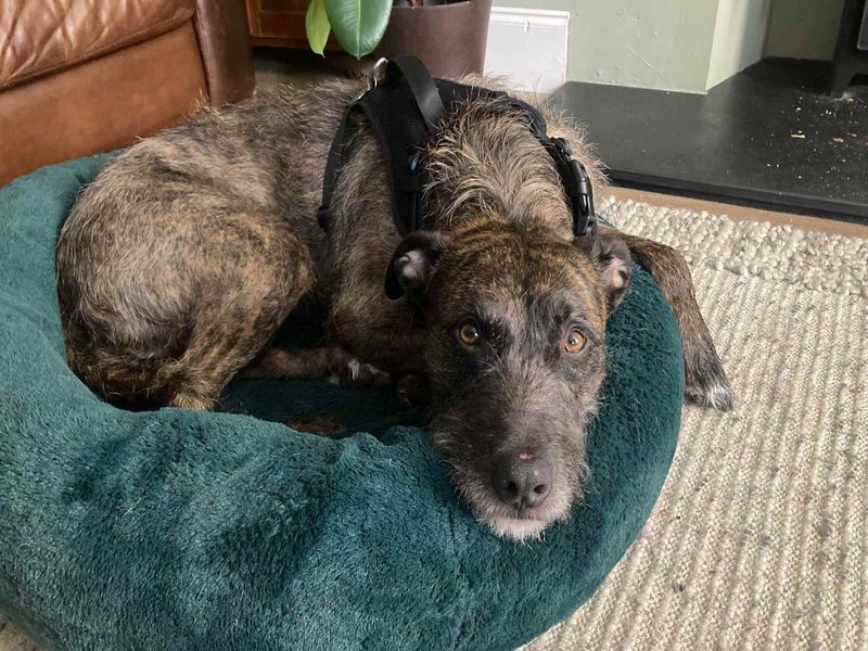 Lara Longlegs | Lurcher | West Calder (Edinburgh) - 2