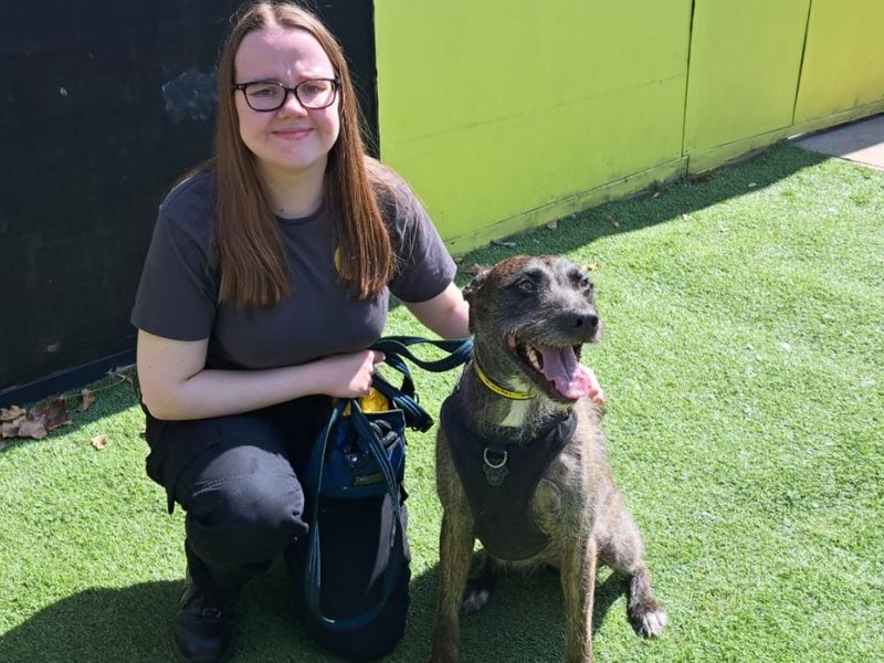 Lara Longlegs | Lurcher | West Calder (Edinburgh) - 3