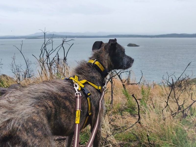 Lara Longlegs | Lurcher | West Calder (Edinburgh) - 4
