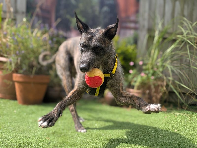 Lara Longlegs | Lurcher | West Calder (Edinburgh) - 3