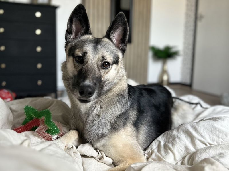 German Shepherd for adoption in Telford, Shropshire – 2 years old