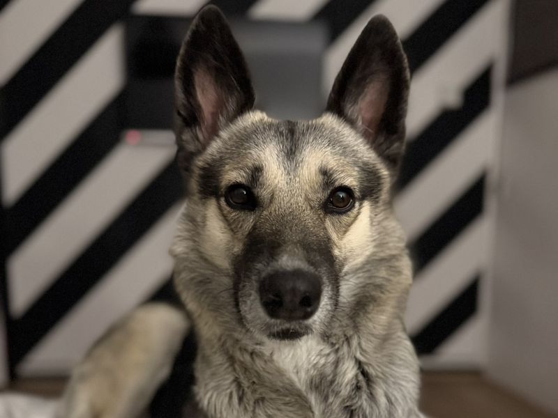 German Shepherd for adoption in Telford, Shropshire – 2 years old - Image 3 of 3
