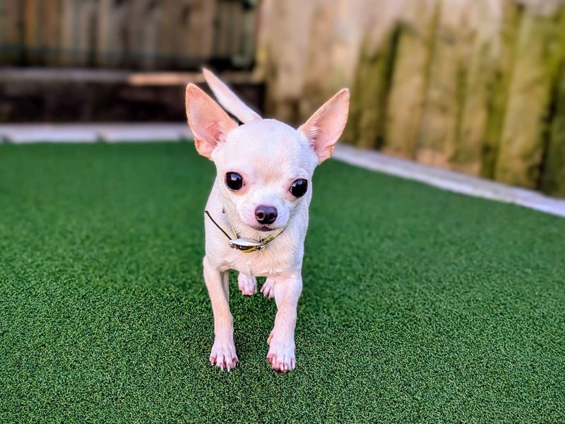 Chihuahua for adoption in Cardiff, Glamorgan – 2 years old