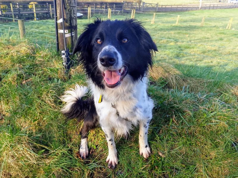 Harrison | Collie (Border) | Ballymena (Northern Ireland) - 1