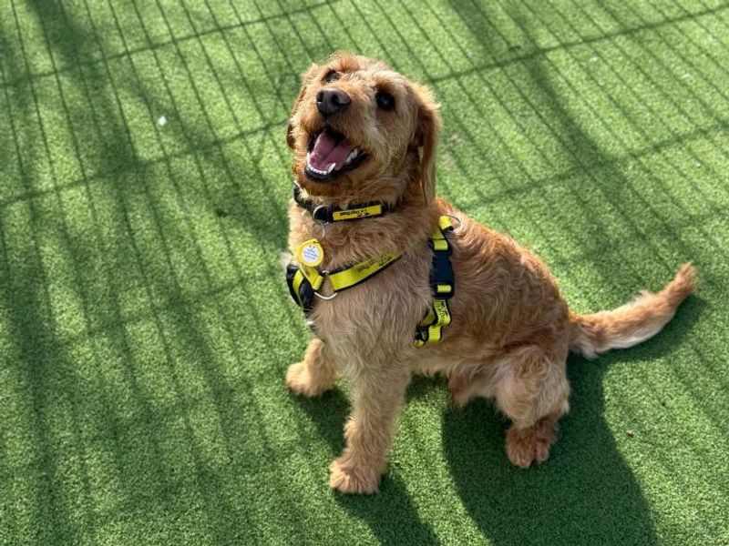 Cocker Spaniel for adoption in Telford, Shropshire – 4 years old - Image 2 of 2