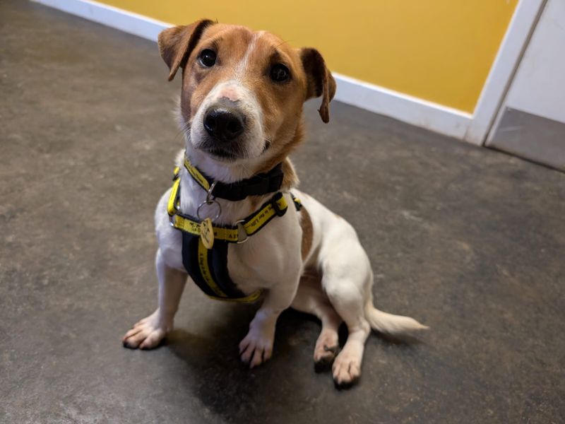 Jack Russell Terrier for adoption in West Calder, West Lothian – 2 years old - Image 2 of 2