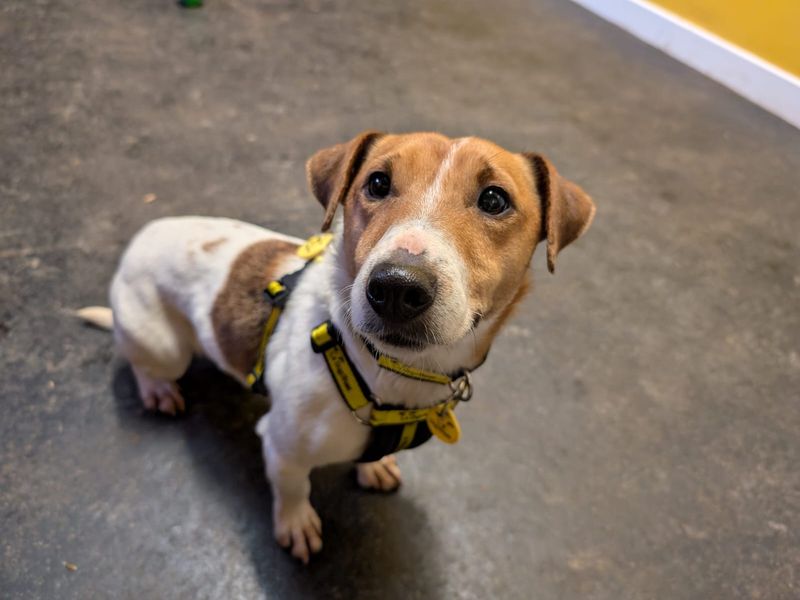 Jack Russell Terrier for adoption in West Calder, West Lothian – 2 years old - Image 1 of 2