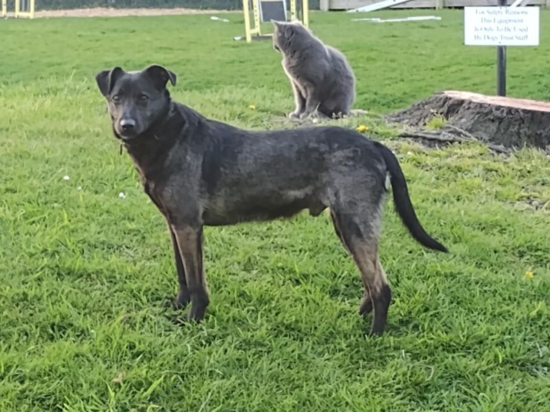 Jake | Crossbreed | Merseyside (Liverpool) - 1