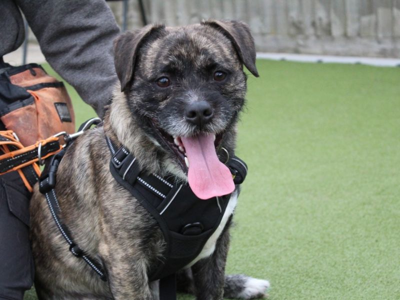 Jack Russell Terrier for adoption in Evesham, Worcestershire – 1 year old - Image 4 of 4