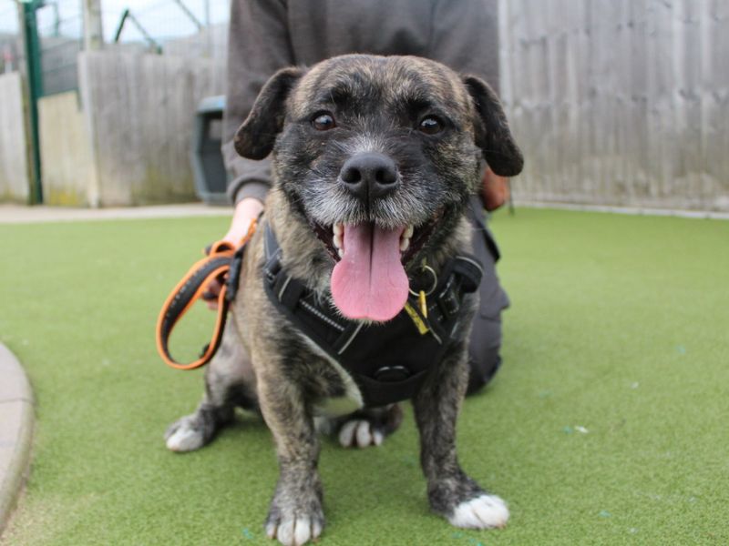 Jack Russell Terrier for adoption in Evesham, Worcestershire – 1 year old - Image 2 of 4