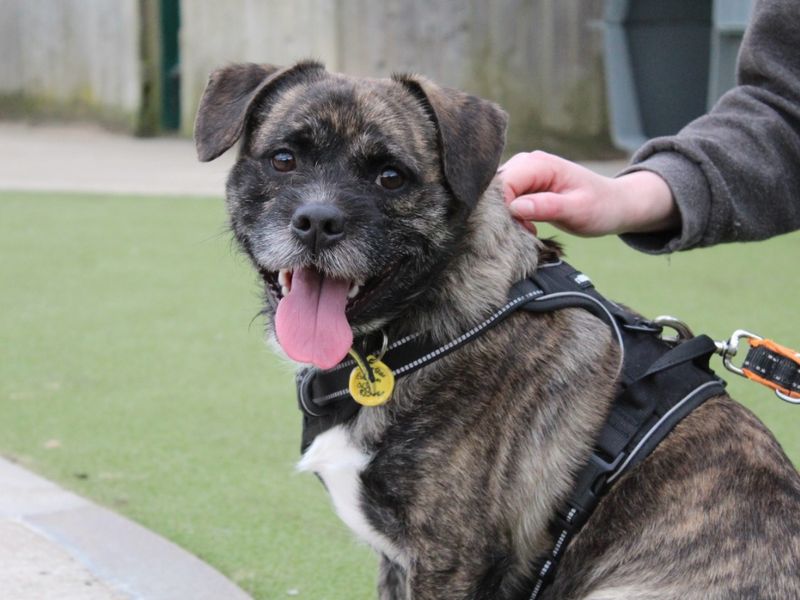 Jack Russell Terrier for adoption in Evesham, Worcestershire – 1 year old - Image 3 of 4