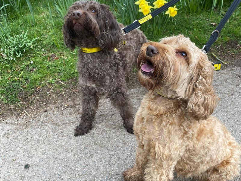 Cocker Spaniel for adoption in , Na H-Eileanan An Iar – 8 years old - Image 3 of 3