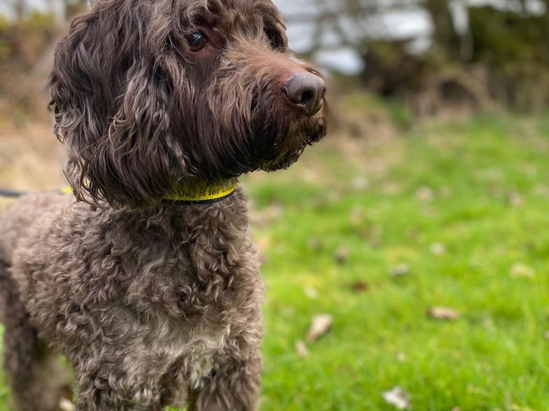 Cocker Spaniel for adoption in , Na H-Eileanan An Iar – 8 years old - Image 2 of 3