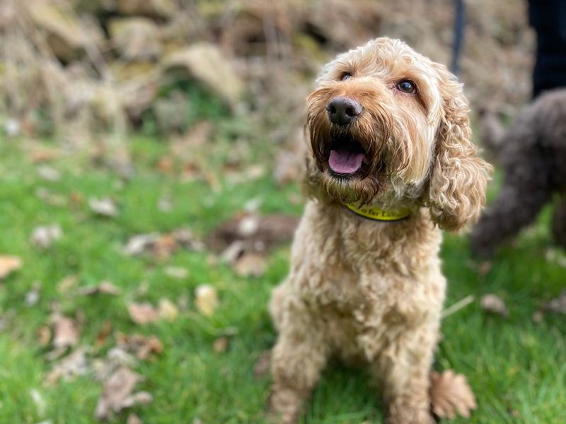 Millie for sale in , 