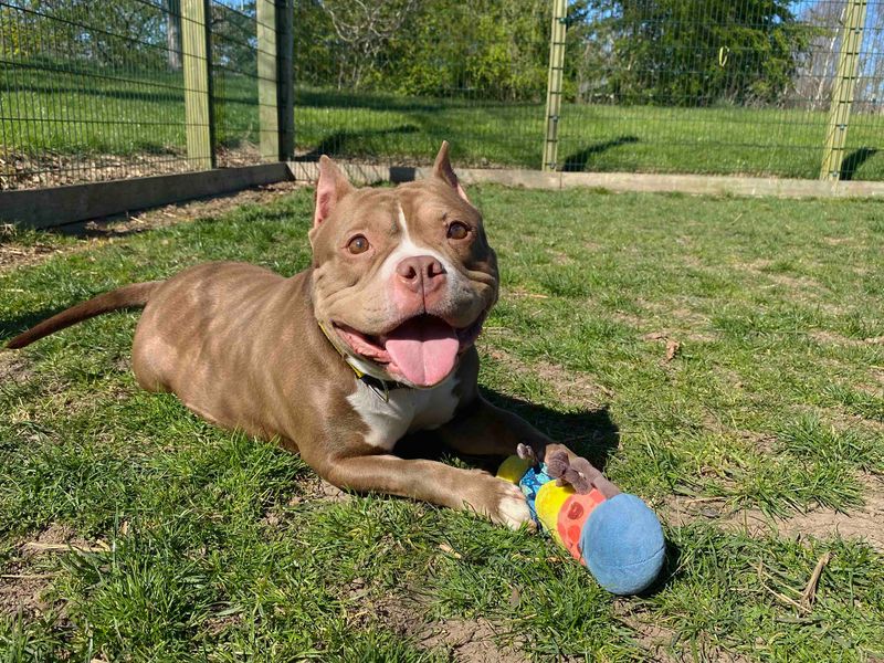 Violet, a 4 years old female Unknown available for adoption from Dogs Trust in Darlington, County Durham