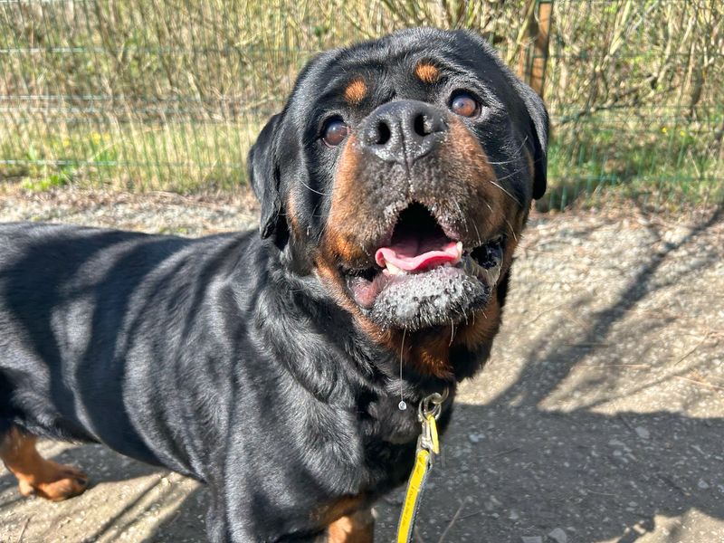 Rottweiler for adoption in Wickford, Essex – 3 years old - Image 5 of 5