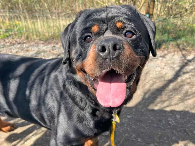 Rottweiler for adoption in Wickford, Essex – 3 years old - Image 3 of 5