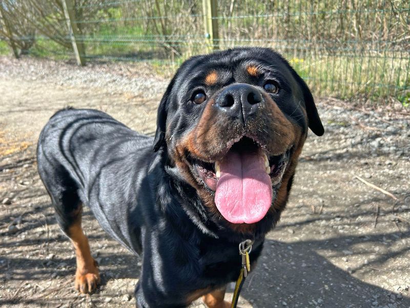 Rottweiler for adoption in Wickford, Essex – 3 years old - Image 4 of 5