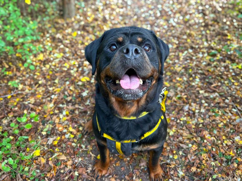 Hudson | Rottweiler | Basildon (Essex) - 1