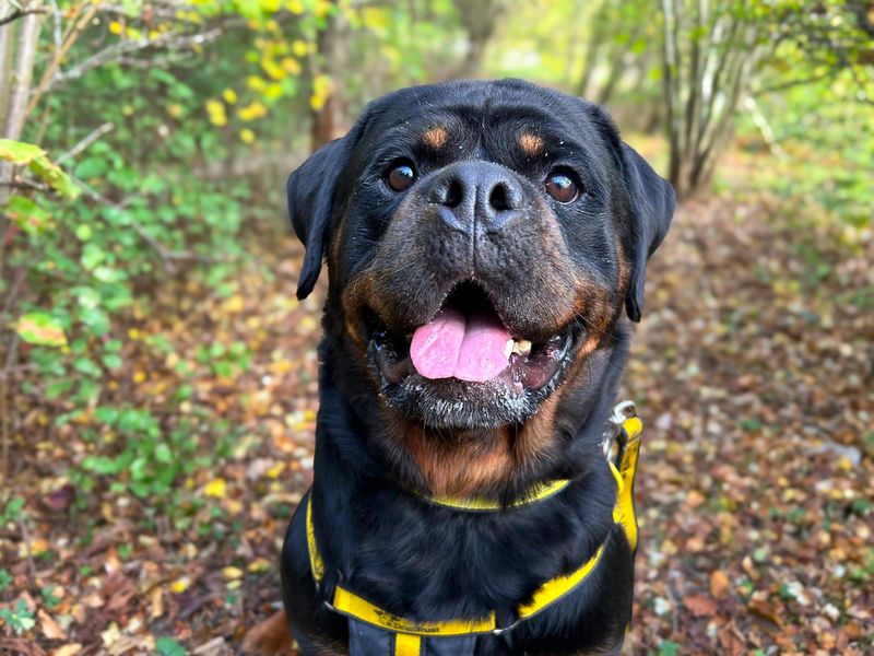 undefined | Rottweiler | undefined - 17