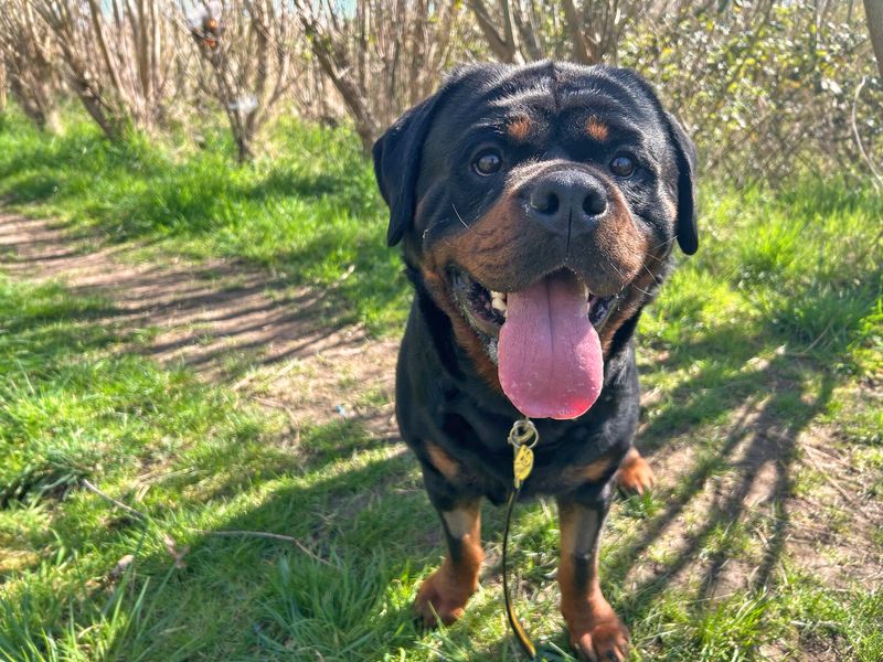 undefined | Rottweiler | undefined - 12