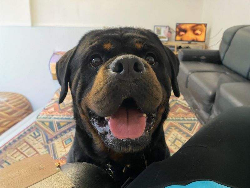 undefined | Rottweiler | undefined - 2