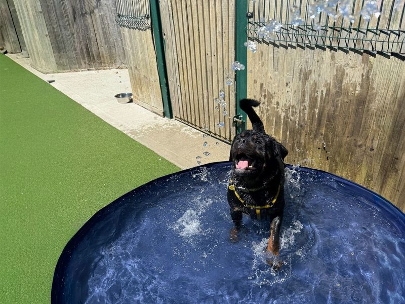 undefined | Rottweiler | undefined - 11