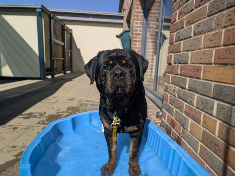 undefined | Rottweiler | undefined - 13