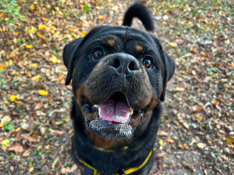 undefined | Rottweiler | undefined - 15