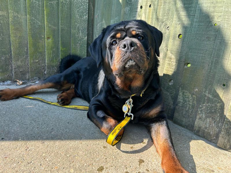 undefined | Rottweiler | undefined - 14