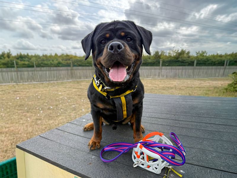 undefined | Rottweiler | undefined - 9