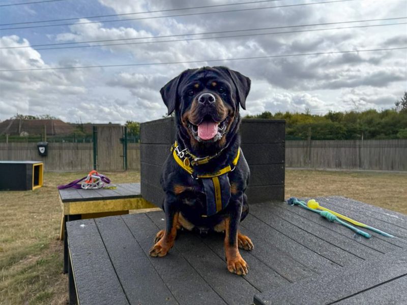 undefined | Rottweiler | undefined - 16