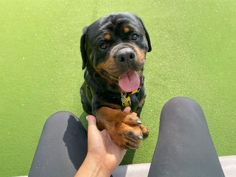 undefined | Rottweiler | undefined - 4