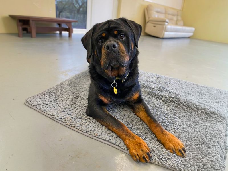 undefined | Rottweiler | undefined - 8