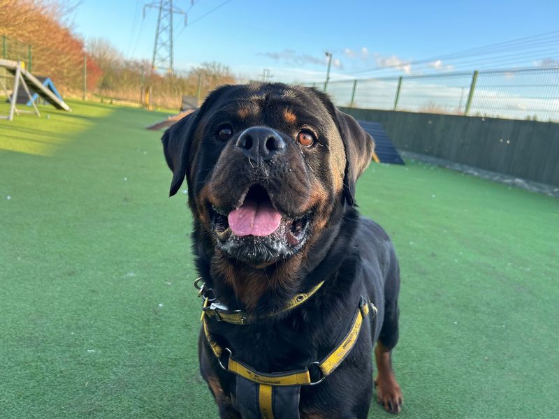 undefined | Rottweiler | undefined - 7