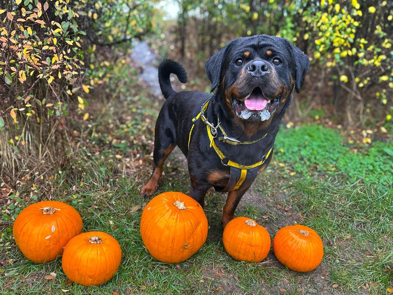 Hudson | Rottweiler | Basildon (Essex) - 7