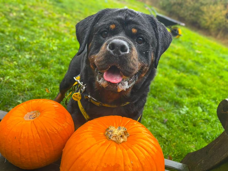 Hudson | Rottweiler | Basildon (Essex) - 16