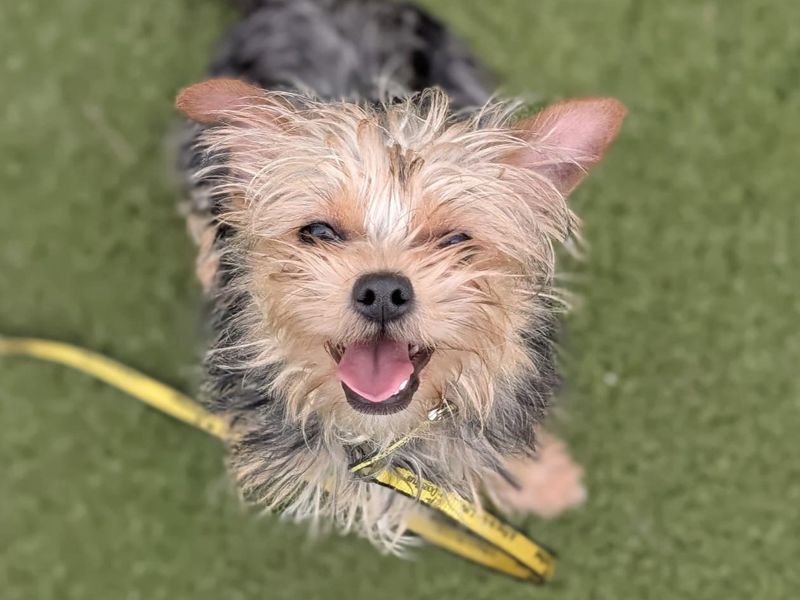 Yorkshire Terrier for adoption in Wickford, Essex – 10 months old