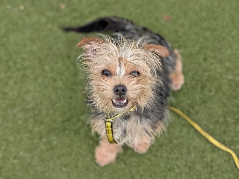 Yorkshire Terrier for adoption in Wickford, Essex – 1 year old - Image 4 of 5