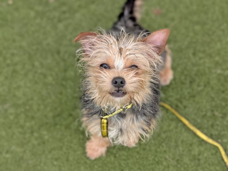 Yorkshire Terrier for adoption in Wickford, Essex – 1 year old - Image 5 of 5