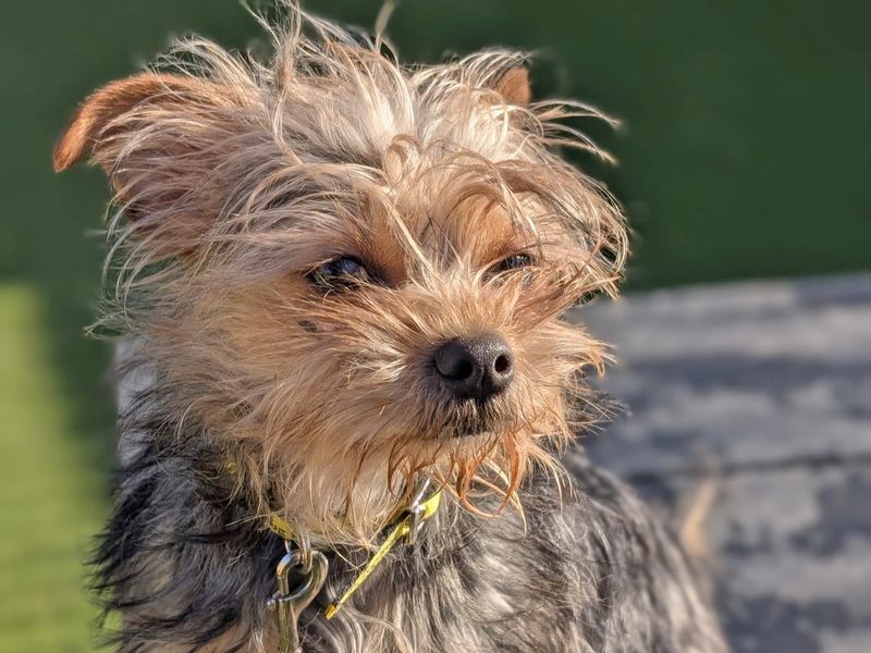 Yorkshire Terrier for adoption in Wickford, Essex – 1 year old - Image 3 of 5