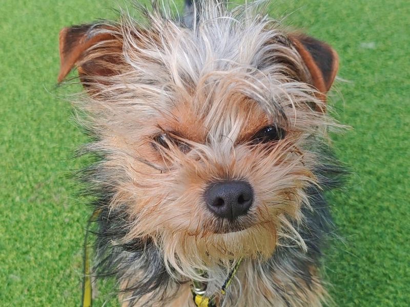 Yorkshire Terrier for adoption in Wickford, Essex – 1 year old - Image 2 of 5
