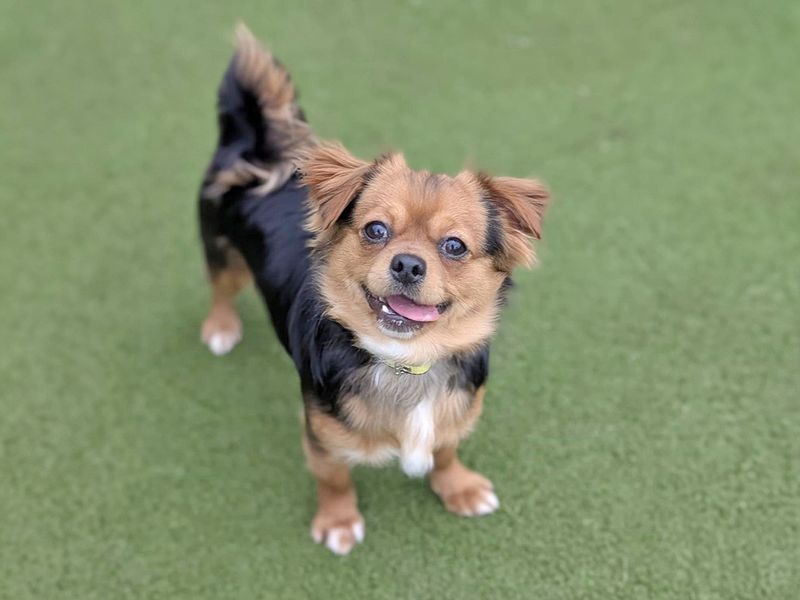 Max for sale in Wickford, Essex | Image 2