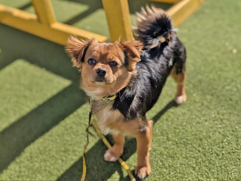 Yorkshire Terrier for adoption in Wickford, Essex – 1 year old - Image 3 of 5