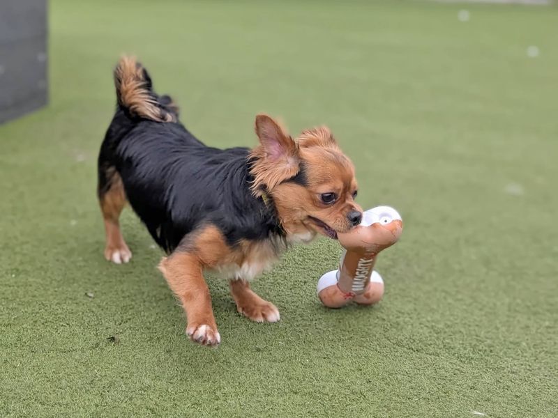 Yorkshire Terrier for adoption in Wickford, Essex – 1 year old - Image 4 of 5