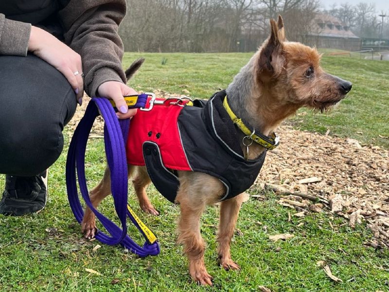 Yorkshire Terrier for adoption in Chestfield, Kent – 10 years old