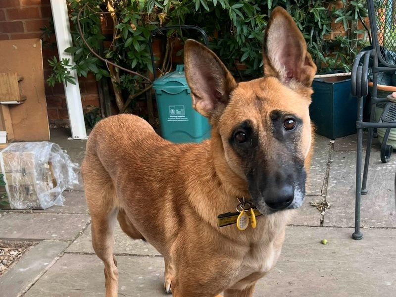 Xena | Belgian Shepherd Dog (Malinois) | Kenilworth (West Midlands) - 1