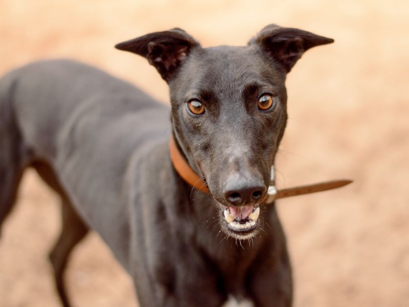 Greyhound for adoption in Kenilworth, Warks – 3 years old - Image 1 of 5